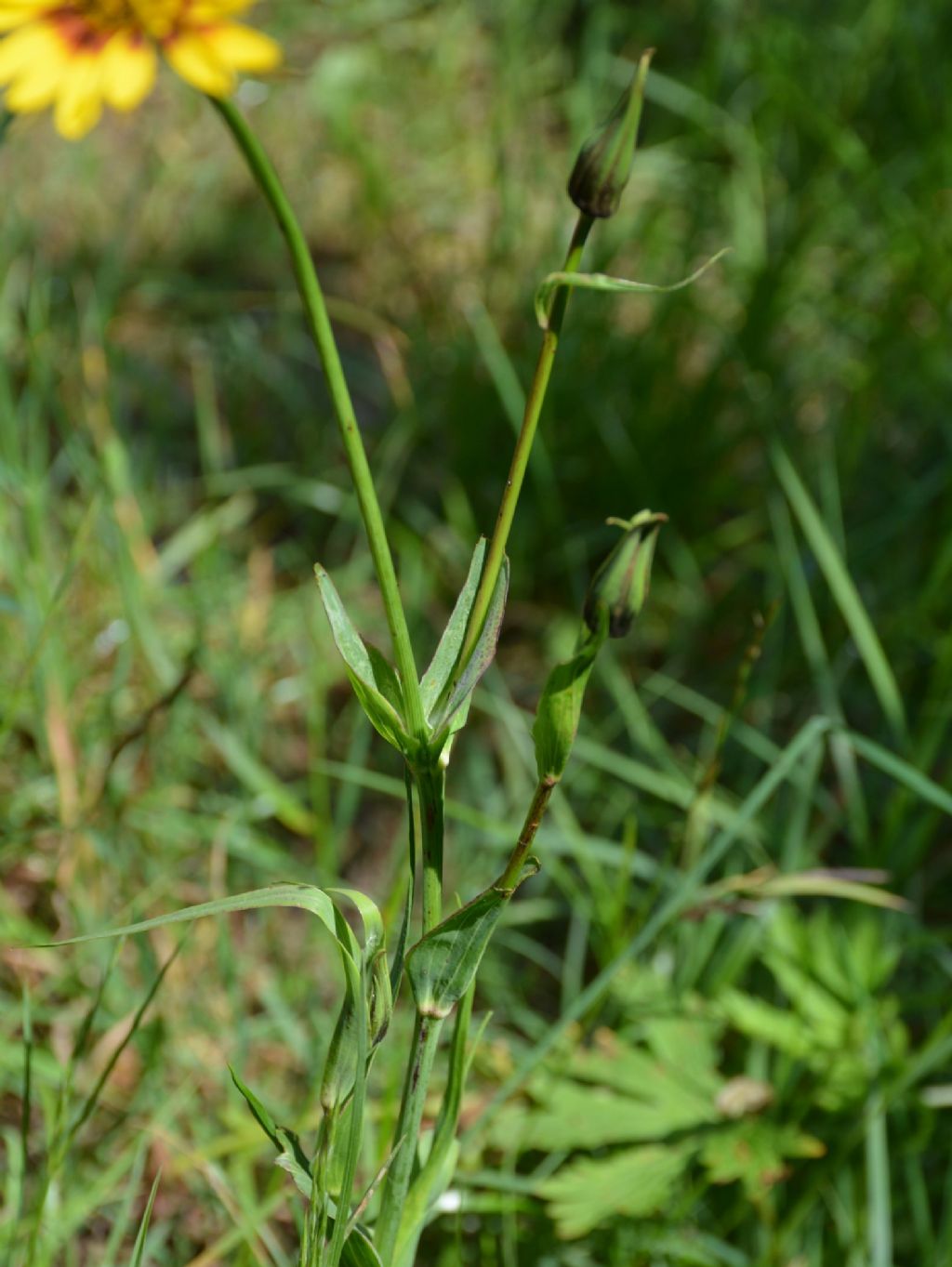 Tragopogon da identificare